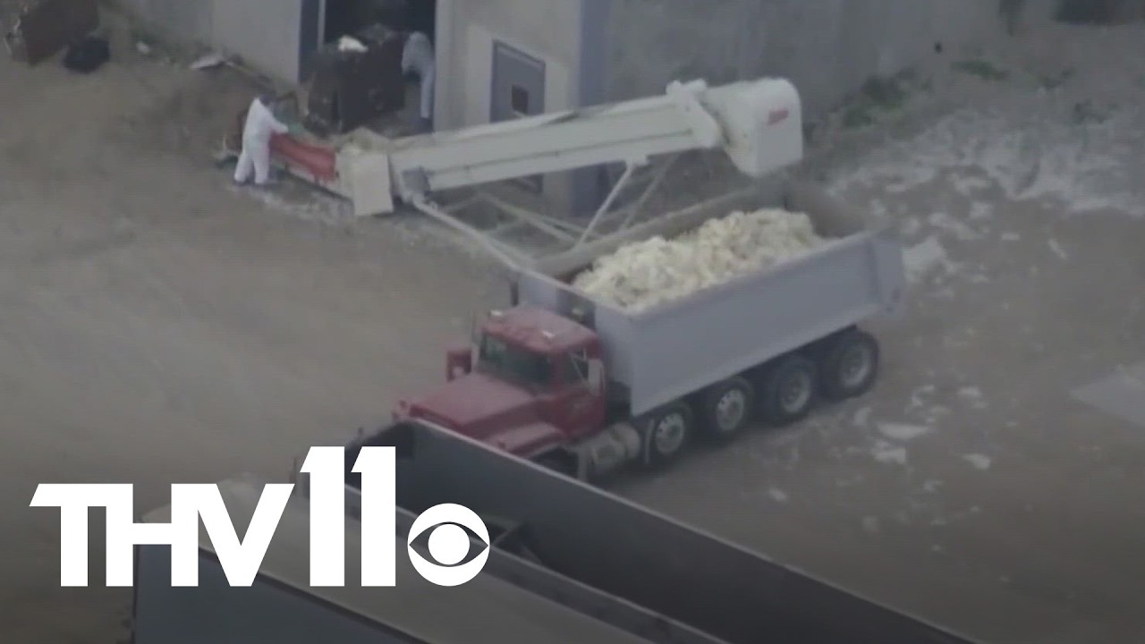 American farmers face struggles due to bird flu outbreaks