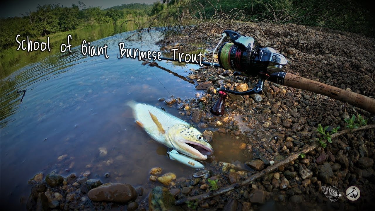 [2019] School of Giant Burmese Trout
