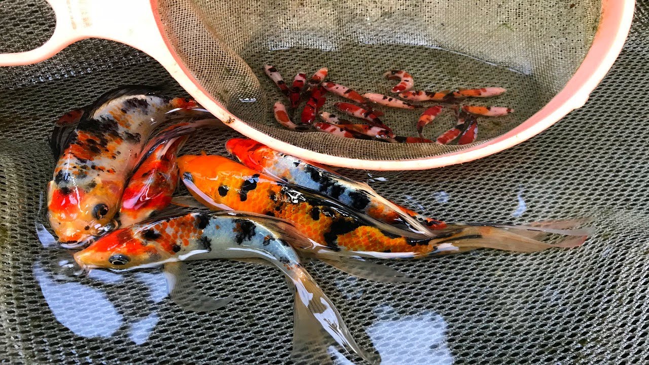 mostrando la belleza del pez koi y del pez betta koi