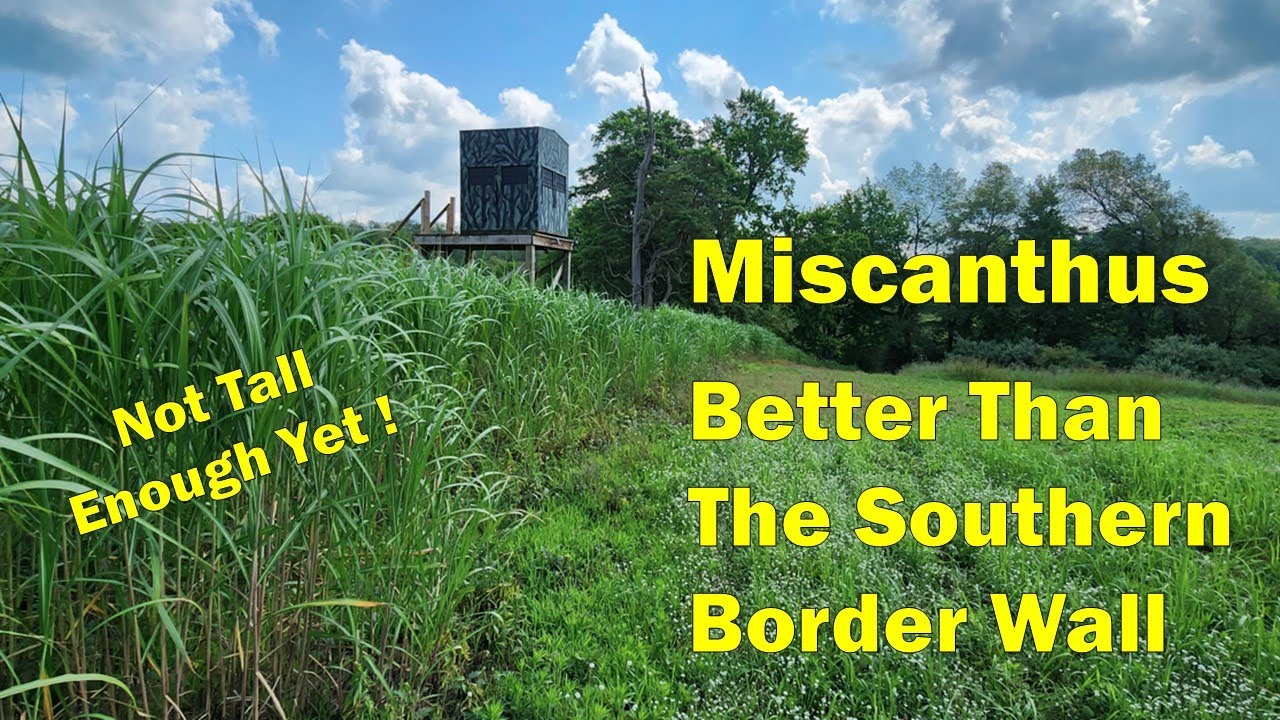 Tall Miscanthus Grass Food Plot Screen Update Year 3