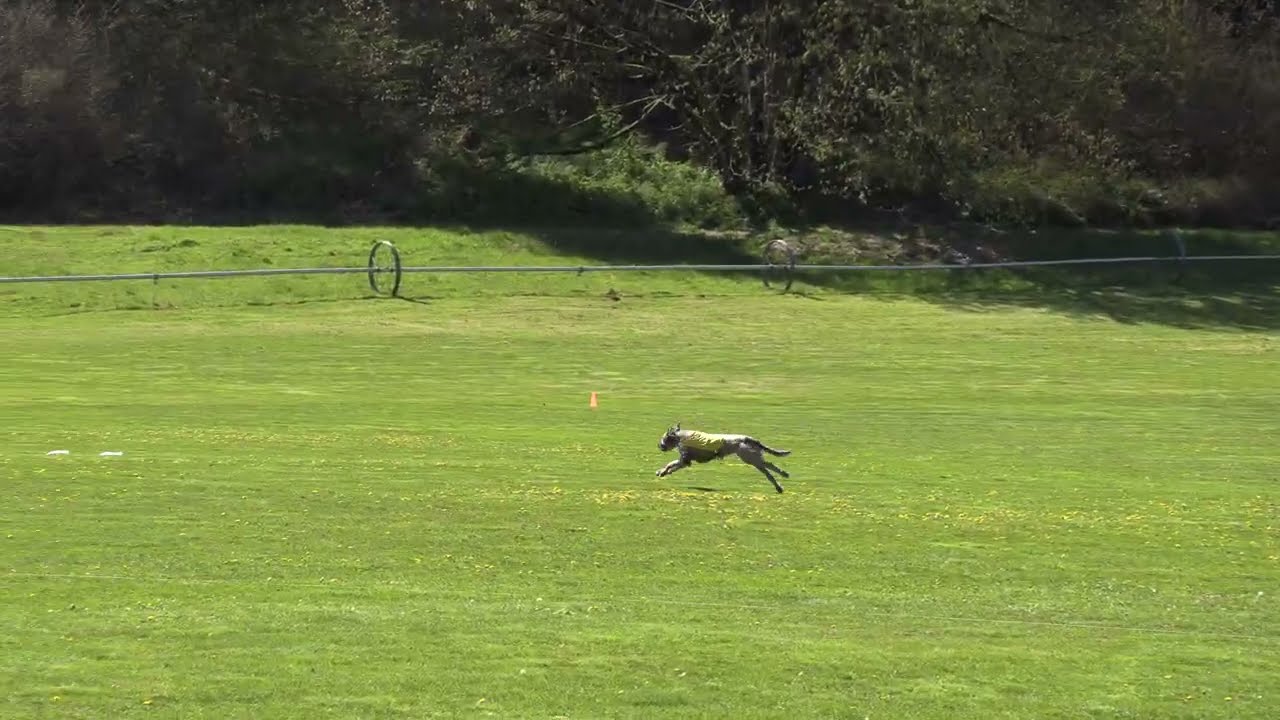 Irish Wolfhound AKC Lure Coursing - Alloy (4/14 - Race 1)