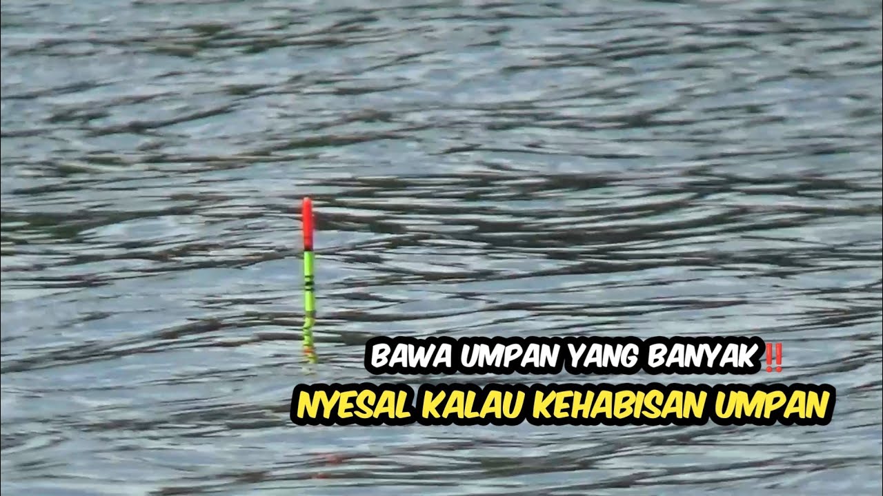 IKAN DISINI MELIMPAH‼️Bawa umpan yang banyak kalau mancing di spot ini, mancing nila liar