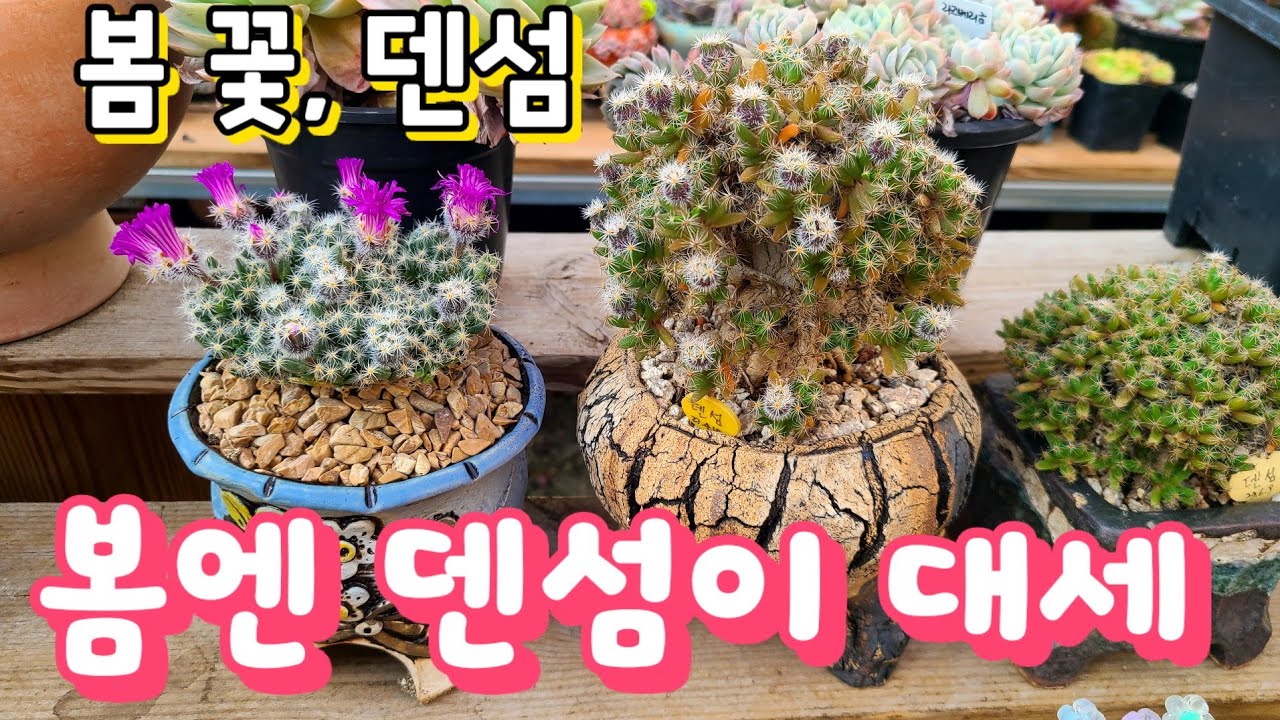 봄엔 꽃보는 다육이 키워보세요~덴섬 꽃 색감이 너무 예쁘죠~가격도 착해진 금손다육의 덴섬 분갈이해요~ #다육이 #다육식물 #succulent #원종벽어연 #백봉국 #백은무