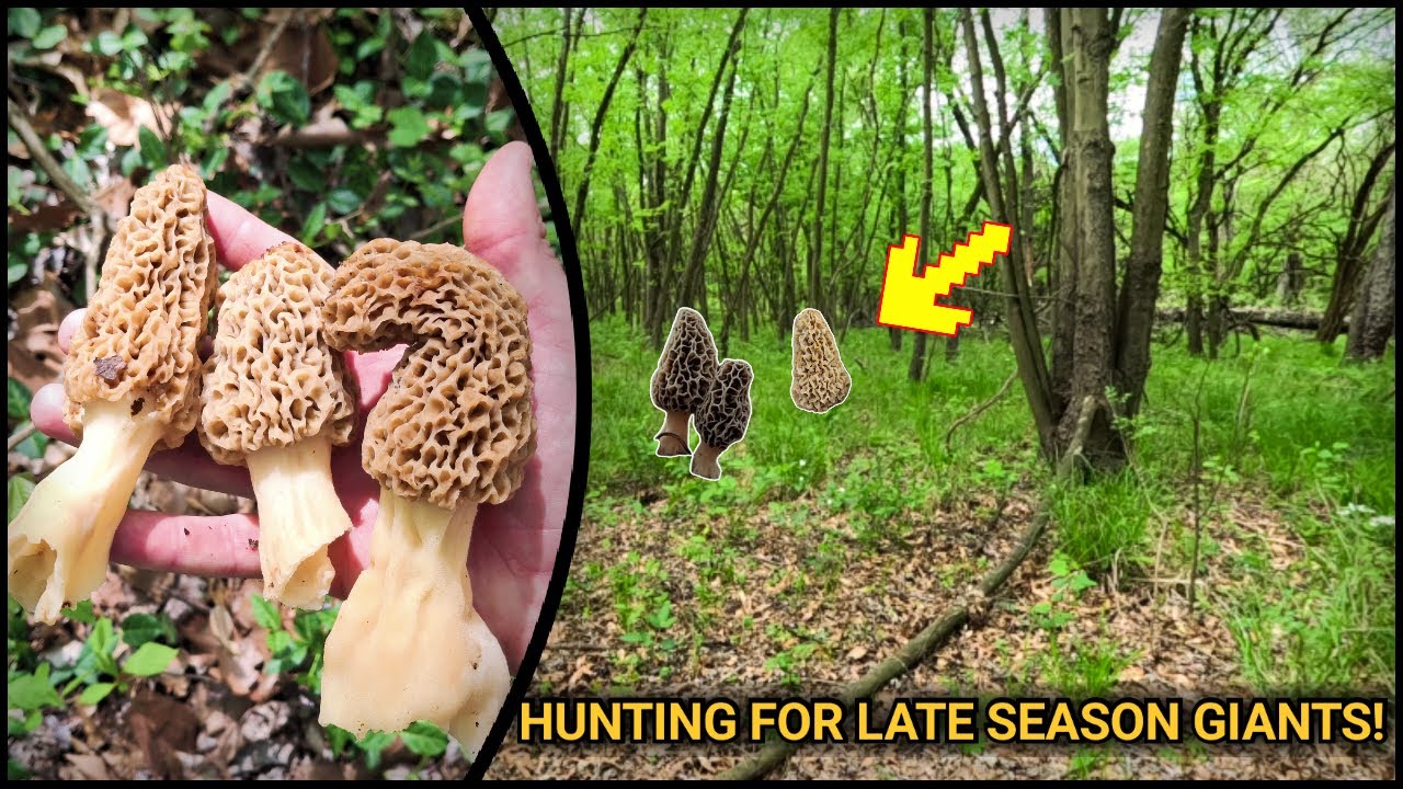 Hunting for Late Season GIANT Morel Mushrooms!  I Found My Biggest EVER!