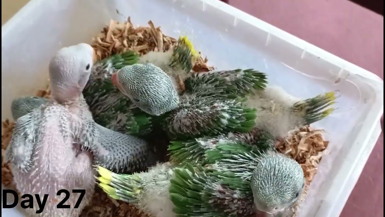 Baby Parrots Full Care Day By Day