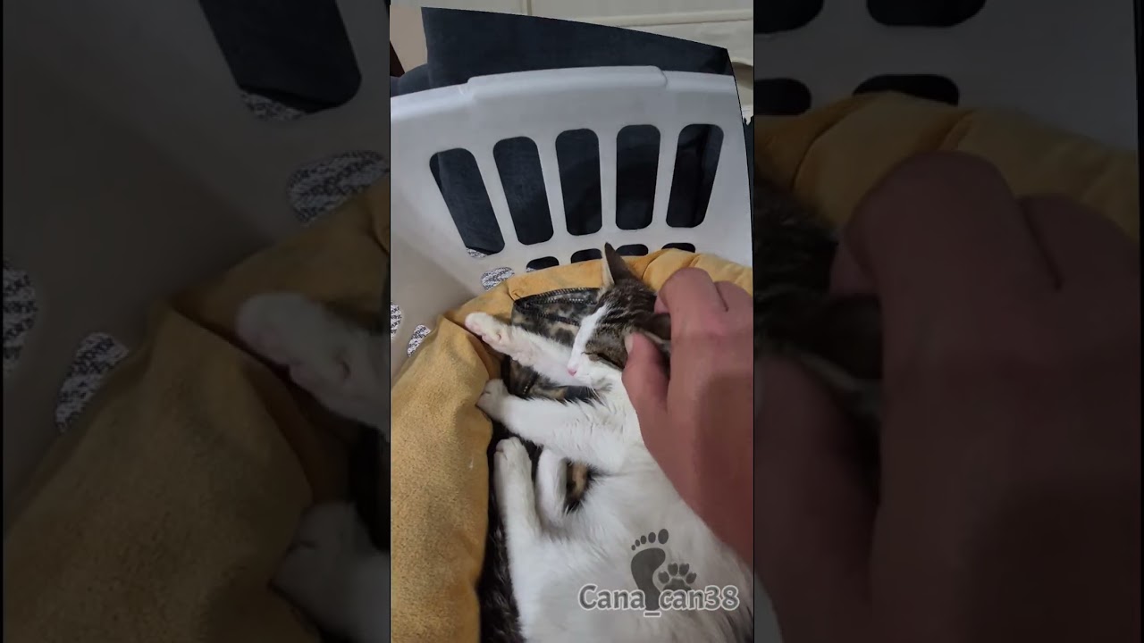 Kamera arkası #salı #kedi #katze #gato #asmr #बिल्ली #猫 #dua #destek #keşfet #merhamet