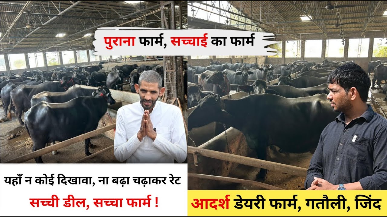 Никакого обмана, никаких завышенных цен &mdash; всё по-настоящему, настоящая ферма! Молочная ферма &laquo;Ада...