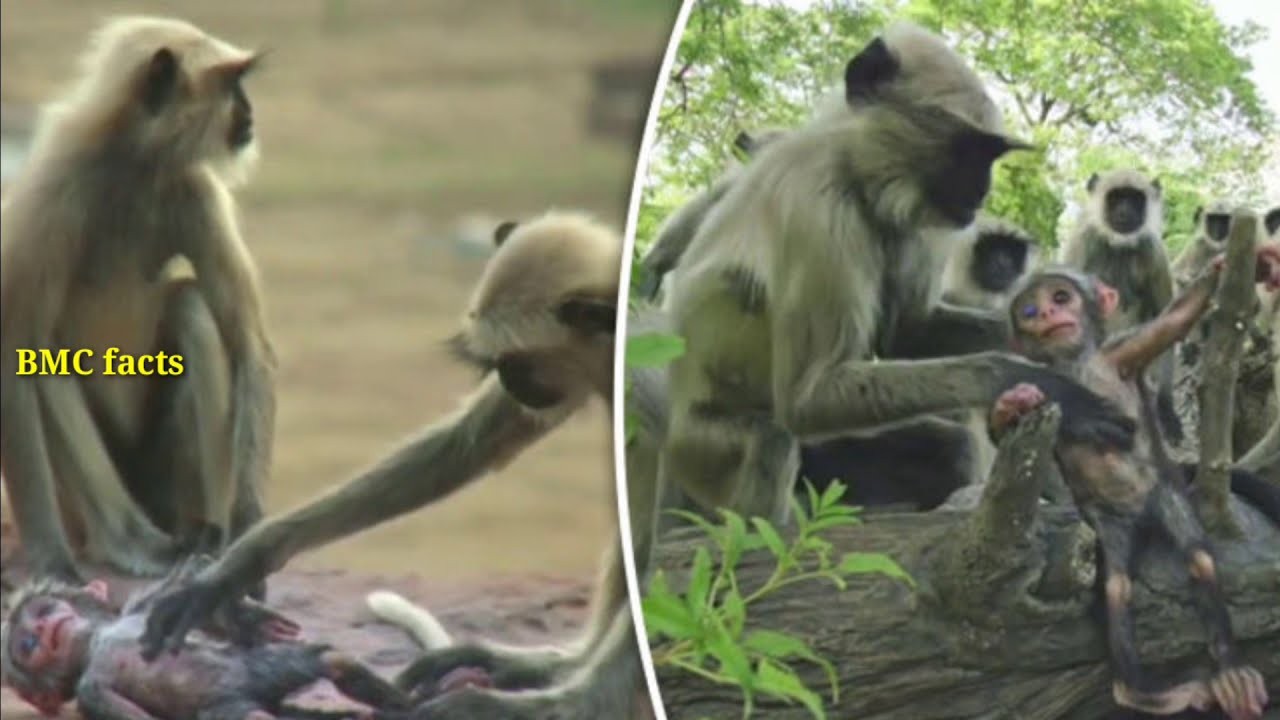 Top 7  Animals Amazing Weird Behaviour | BMC facts | Telugu