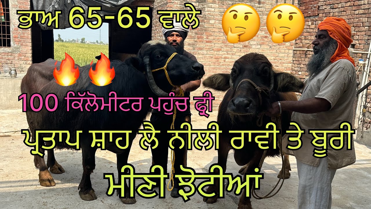 12/3/26 ਫੋਨ 📞 7087901127 ਪ੍ਰਤਾਪ ਸ਼ਾਹ ਲੈ ਆਇਆ ਬੂਰੀ ਮੀਣੀ ਤੇ ਨੀਲੀ ਰਾਵੀ ਮੀਣੀ ਝੋਟੀਆਂ 5 ਮੱਝਾਂ ਵਿਕਾਉ 👍