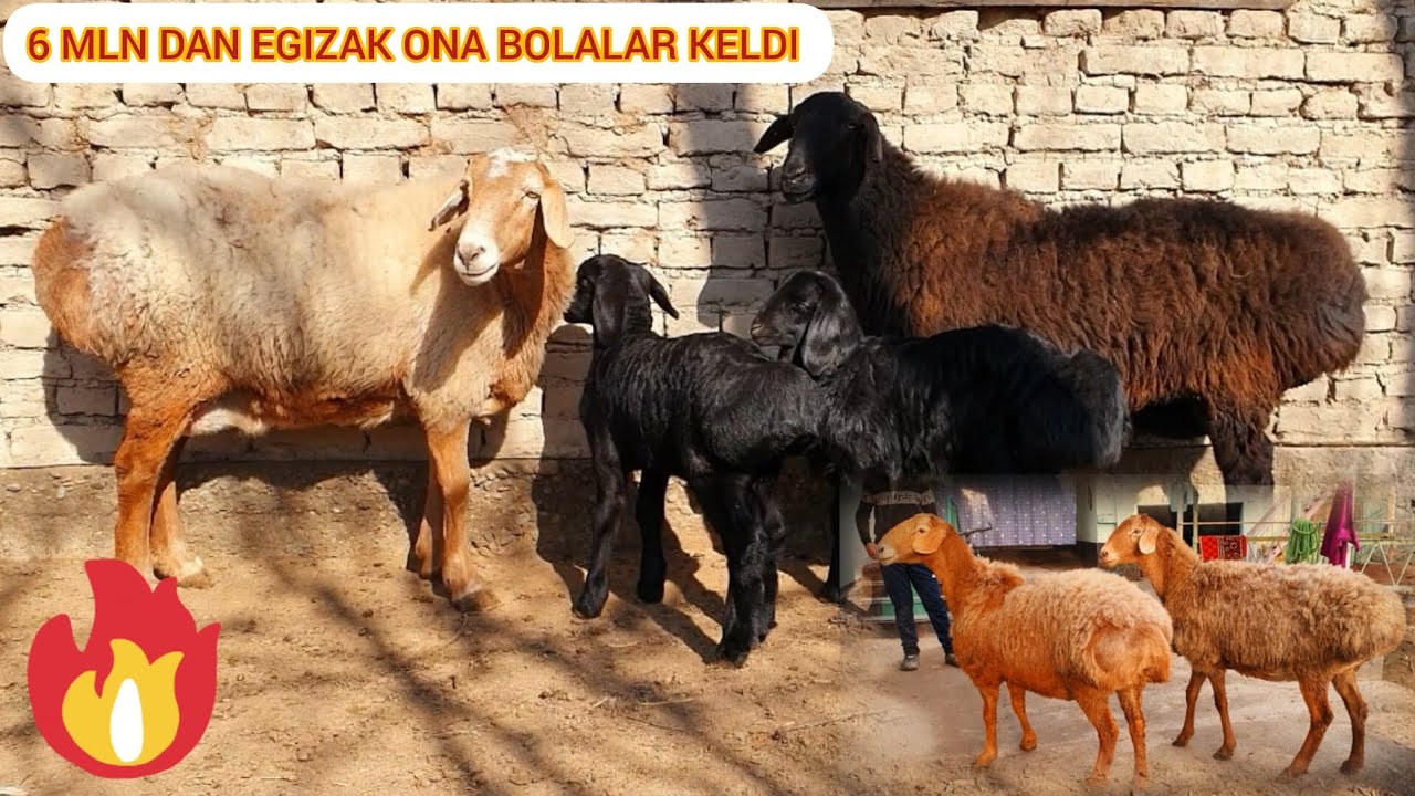 6 MLN DAN EGIZAKLAR VA GIGAND BO'G'OZ SOVLIQLAR. KELDI ULGURGAN ULGURDI 