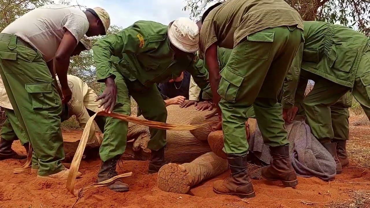 Rescue of Orphaned Elephant Itinyi | Sheldrick Trust
