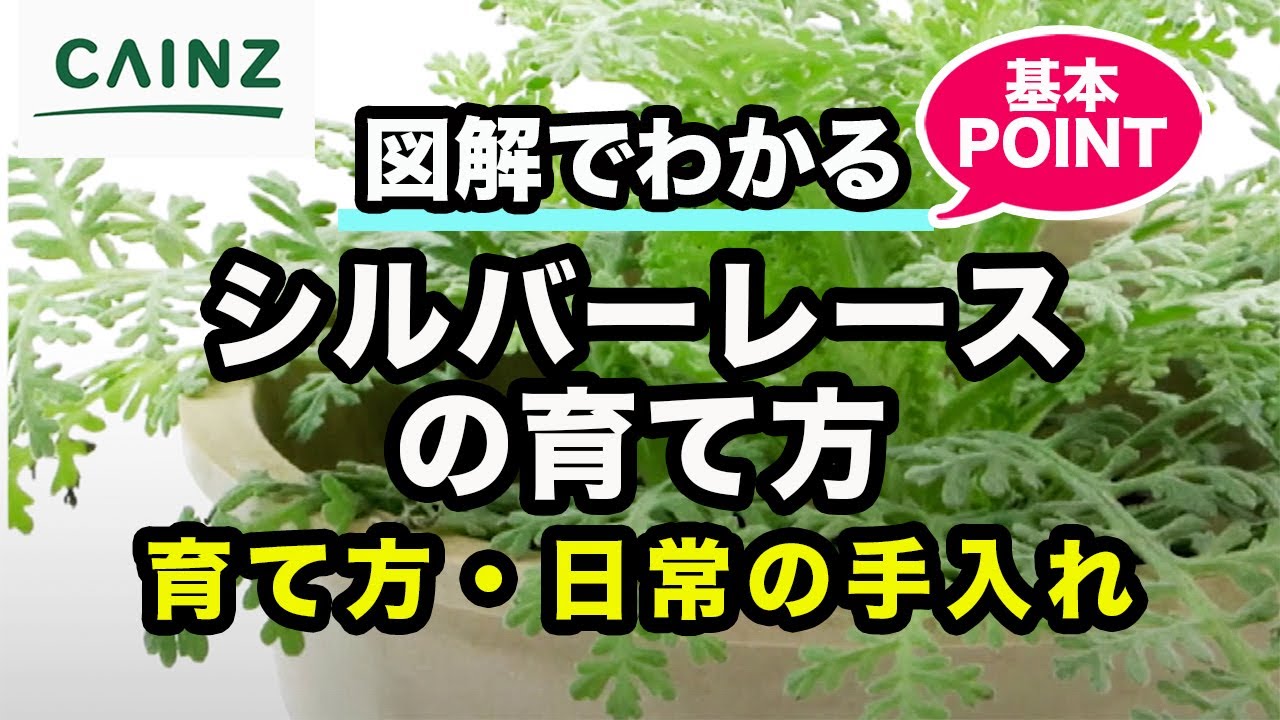 シルバーレース(別名:シロタエギク)の育て方 カインズ植物図鑑