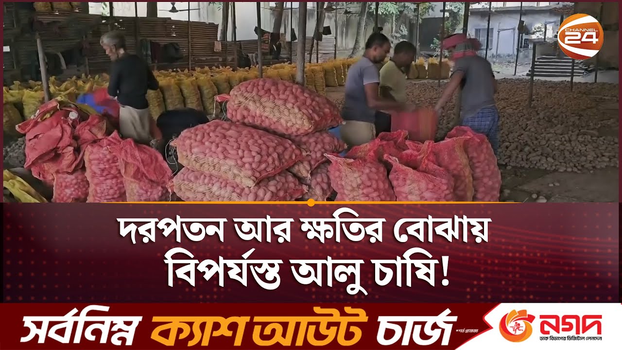 দফায় দফায় দর পতনে হতাশ আলু চাষি | Potato Price Drop | Channel 24