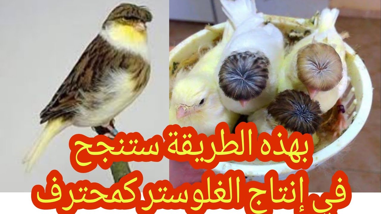 كيف تنجح في إنتاج الغلوستر بشكل إحترافي