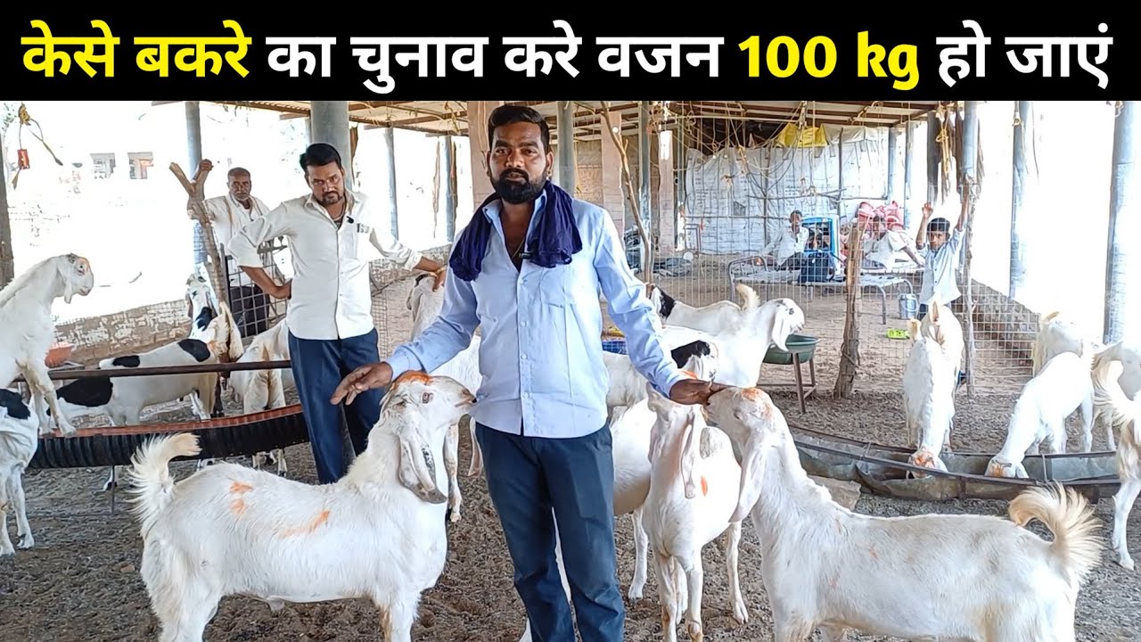 केसे बकरे का चुनाव करें वजन 100 kg हो जाएं | SOJAT BAKRA | SOJATGOATFARM I  | GOATFARM | बकरा | बकरी