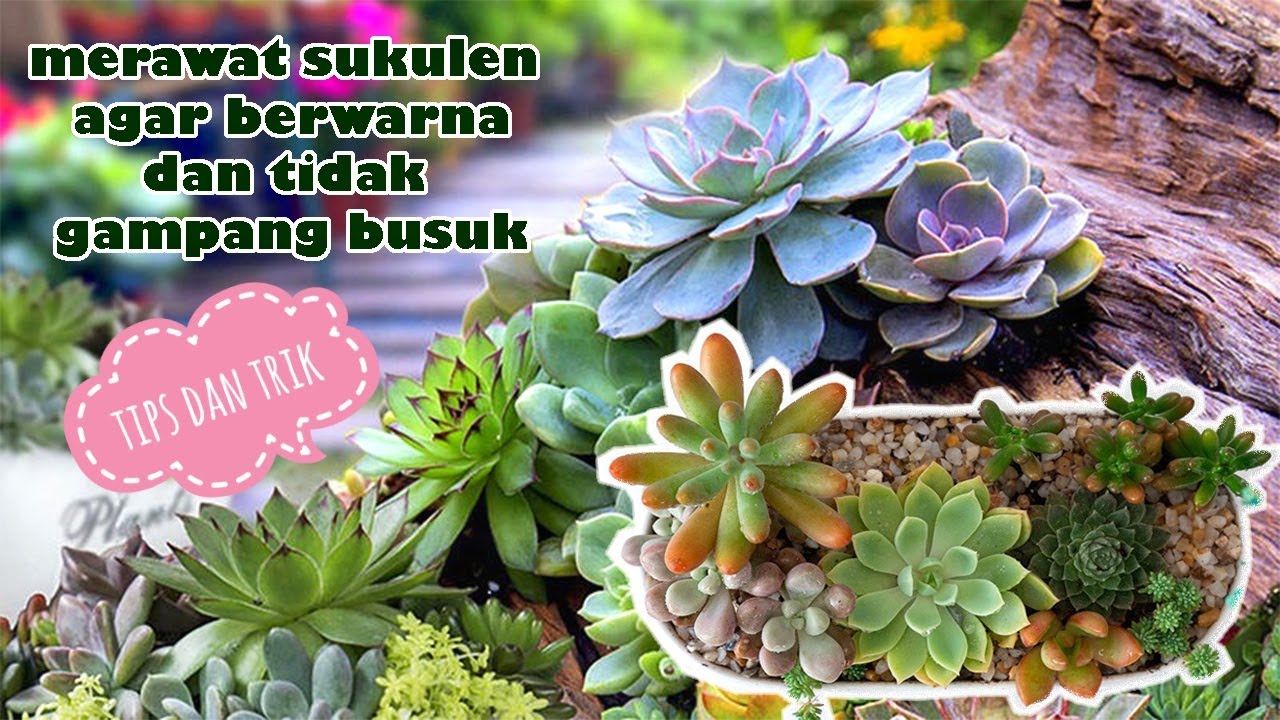 cara merawat sukulen agar tidak busuk daun bagus kokoh tidak gampang rontok | 6 tips dan trik wajib!