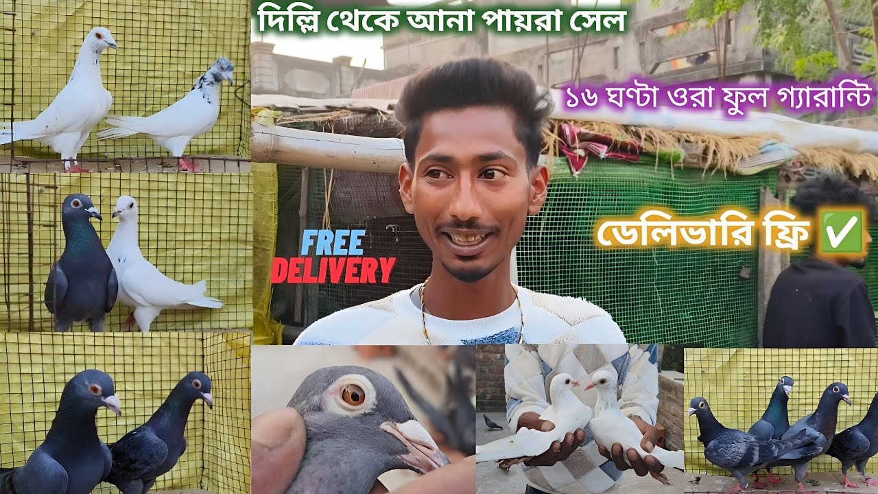 দিল্লি থেকে আনা পায়রা সেল ফুল গ্যারান্টি ✅|১৬ ঘণ্টা ওরা ফুল গ্যারান্টি পায়রা|@dspigeon519