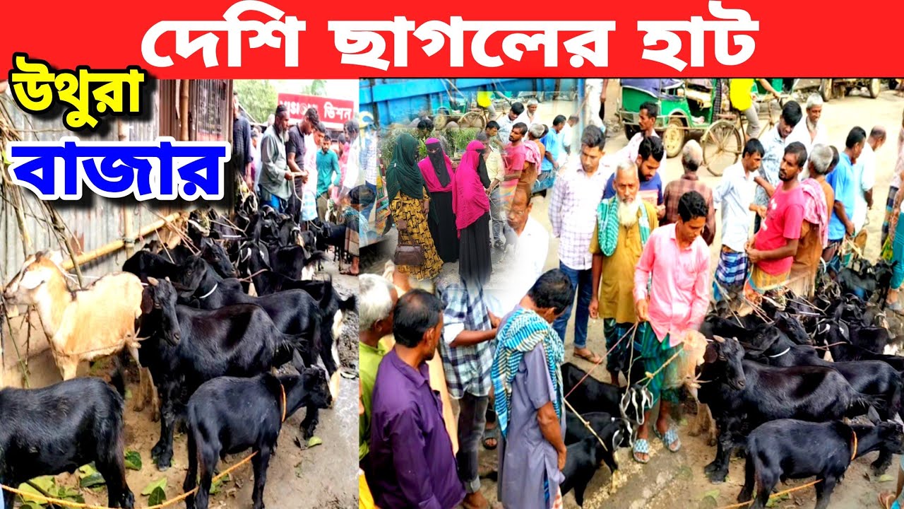 দেশি ছাগলের দাম কেমন চাচ্ছে দেখুন | উথুরা বাজার ভালুকা ময়মনসিংহ | village market in Bangladesh