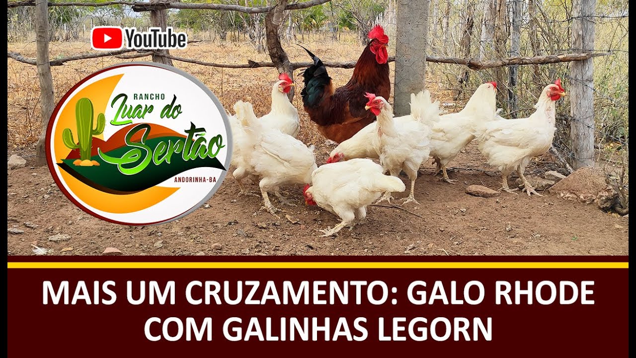 MAIS UM CRUZAMENTO: GALO RHODE COM GALINHAS LEGORN
