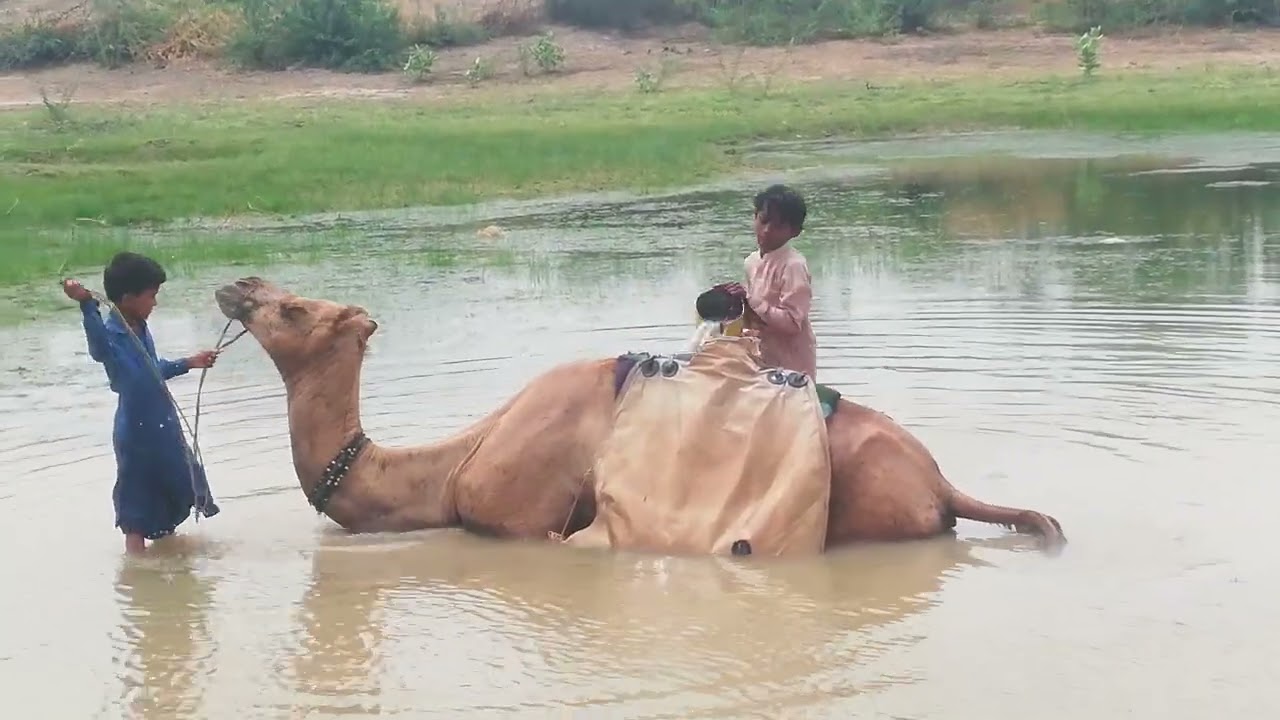 Desert Serenity &ndash; Camel and Children Filling Water in the Pond 