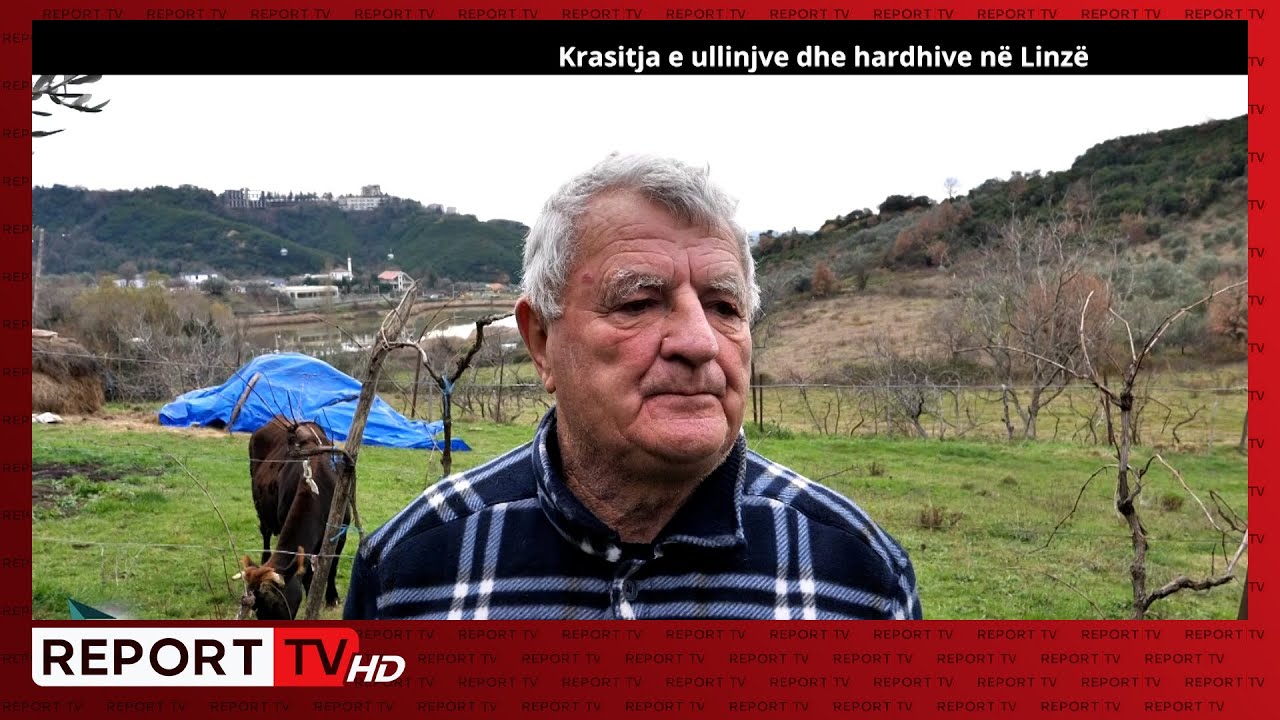 Krasitja e ullinjve dhe hardhive në Linzë | Veri Jug