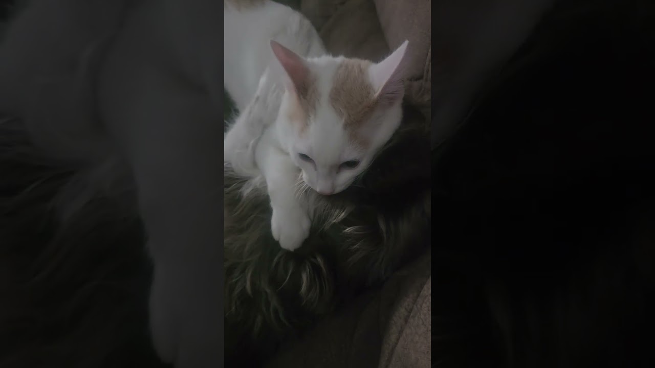 Cat and dog playing 