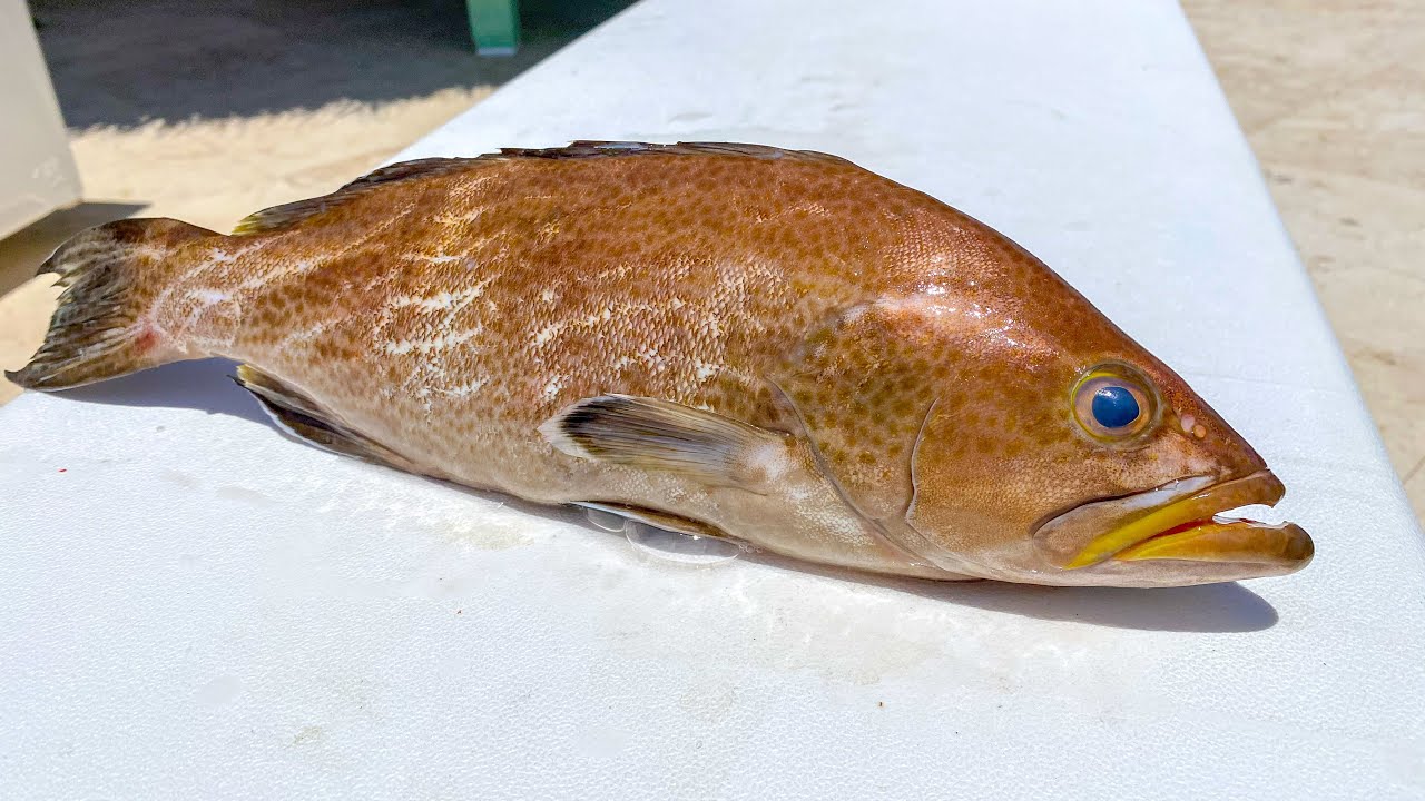 BEST way To Fillet a Scamp Grouper