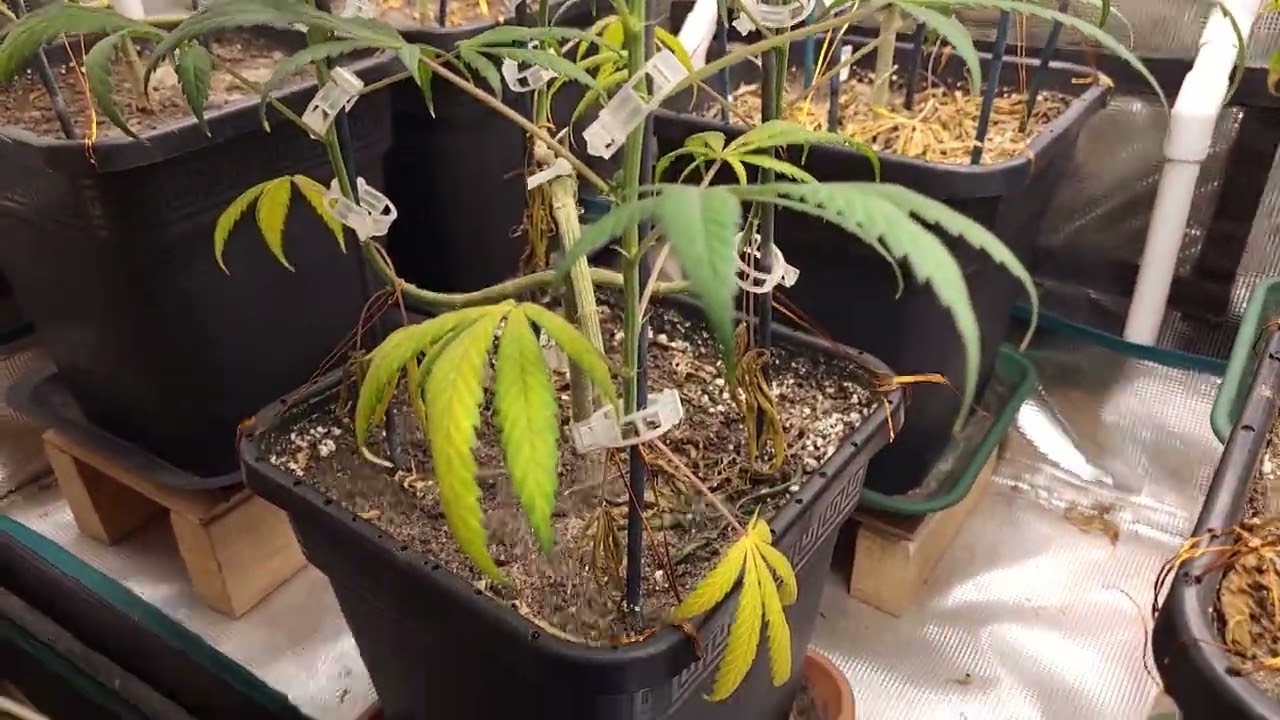 cheese week 8 flower, Jack herer week 7 flower + week 3, cheese glookies week 3 f, critical mass w1f