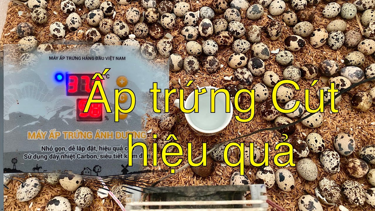 #27 Ấp trứng Cút bằng máy ấp trứng Ánh Dương | Trúng cút nuôi thả vườn