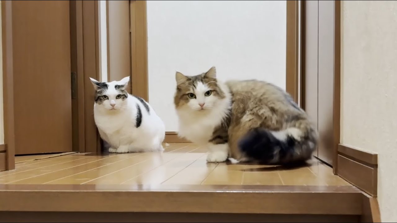 寝室に入りたいけど入れずちょっと悲しい気分になる猫