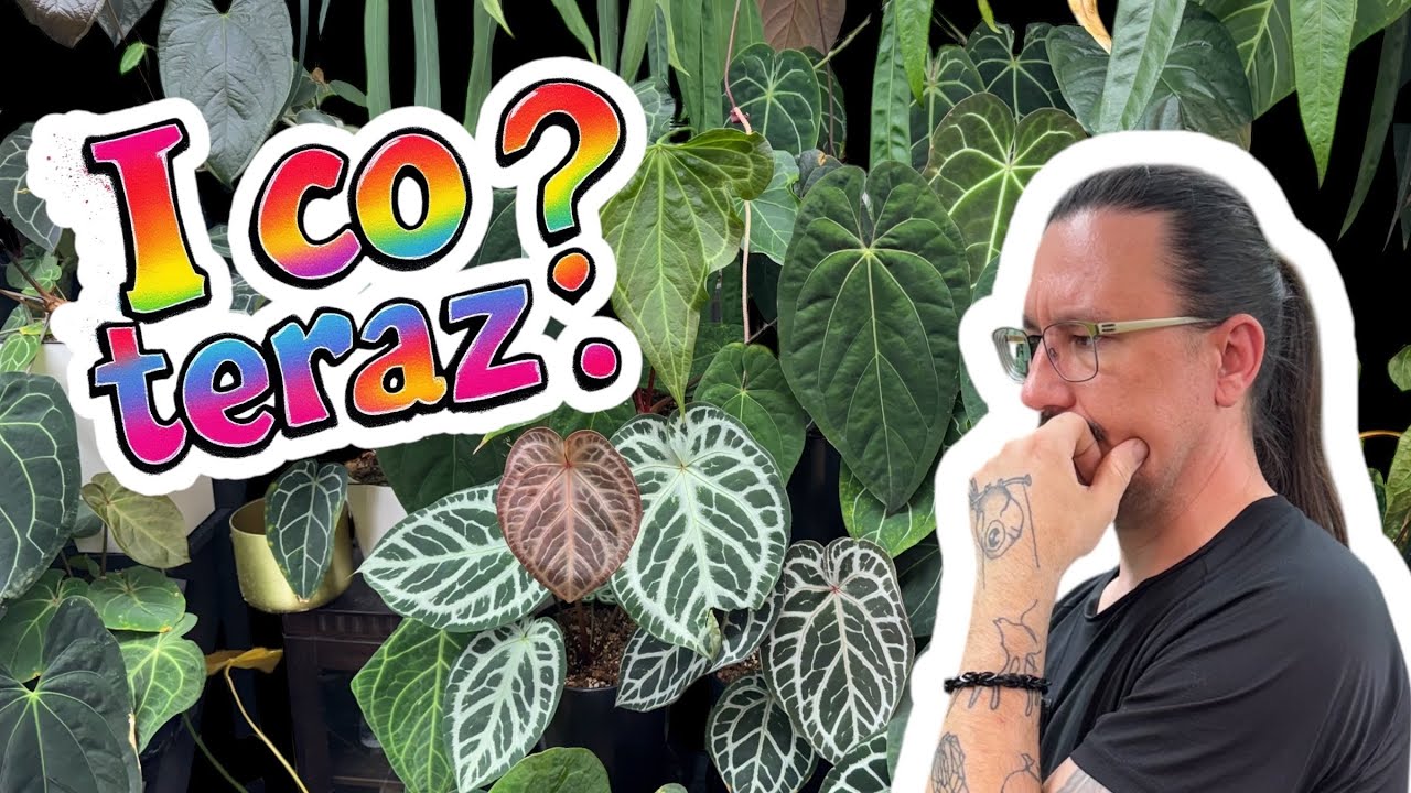 Posadziłem  Anthurium w wielkie donice , co z tego wyszło?