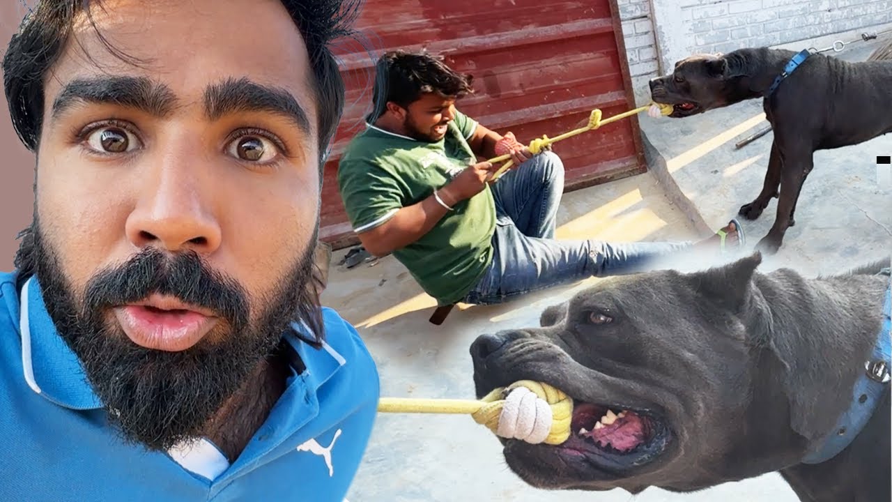 panther ki training karadi