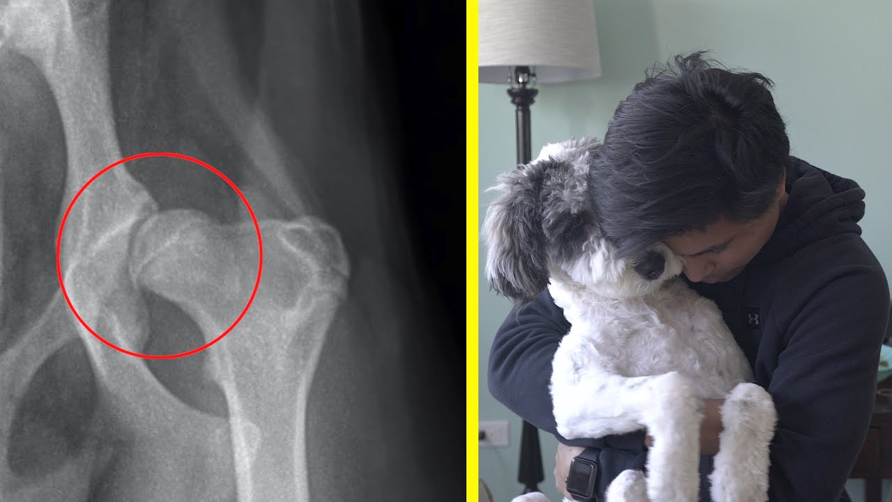 My Puppy Has Hip Dysplasia...(8 Months Old)