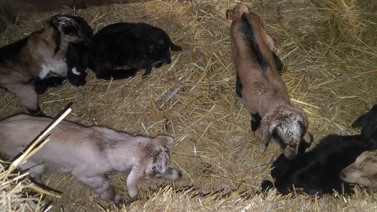 Що нового у козенят 