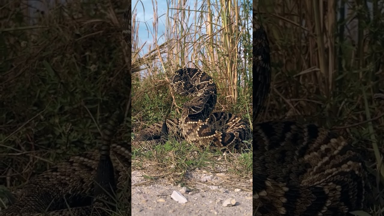 Snake warning.#snakers #kingcobra #nature #snakesofindia #kingsnake #wildlife #snakechannel #cobra