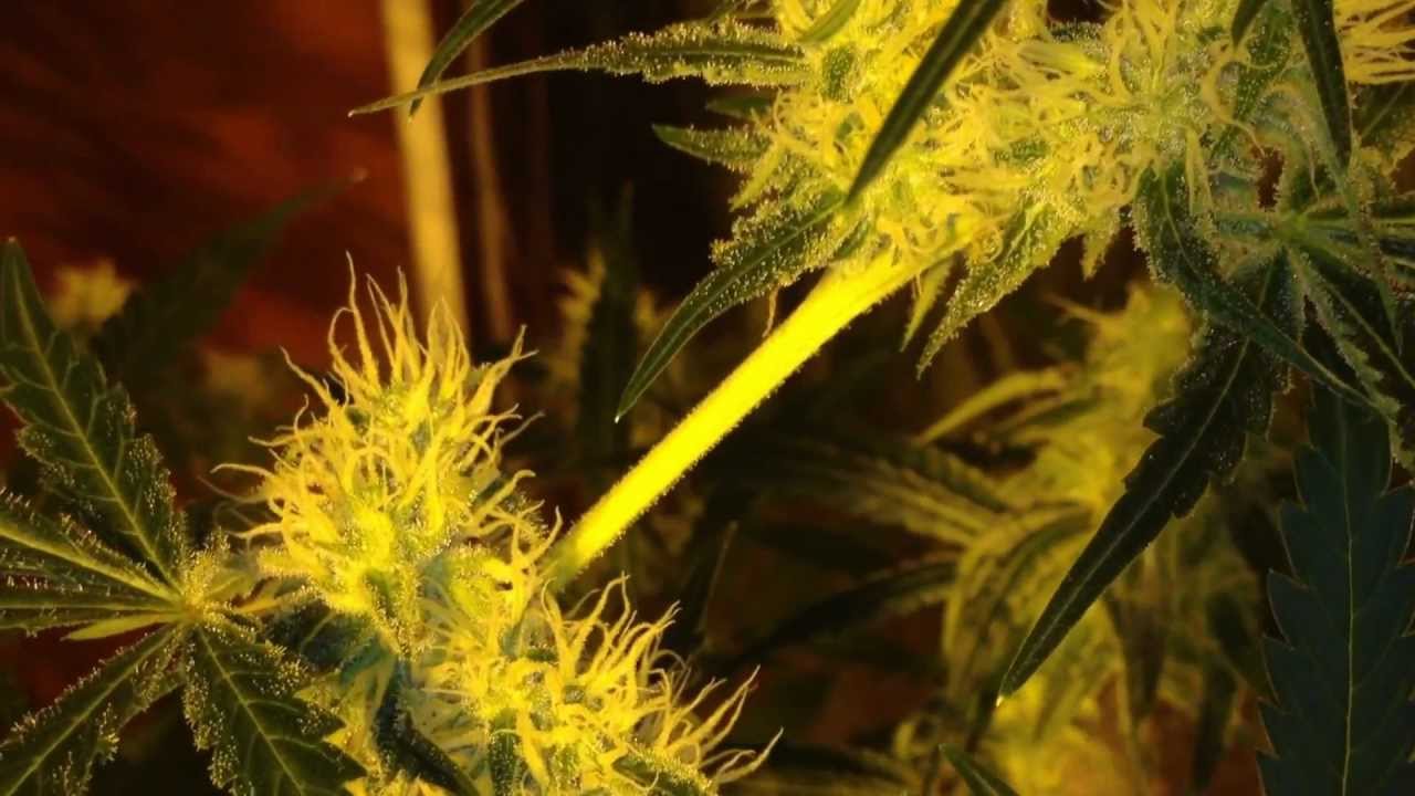 TGA Qush day 30. Space Queen dominate phenotype