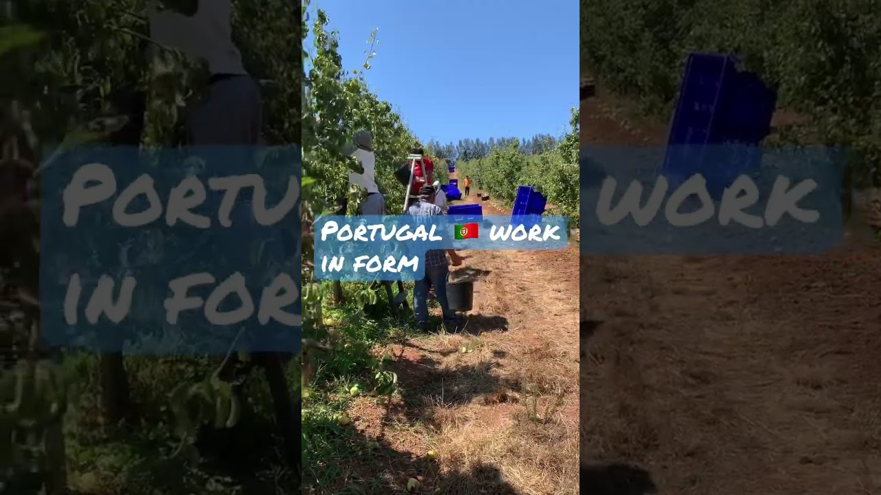 #trending # Portugal 🇵🇹 working in Portugal farm in agriculture #krasivaworld