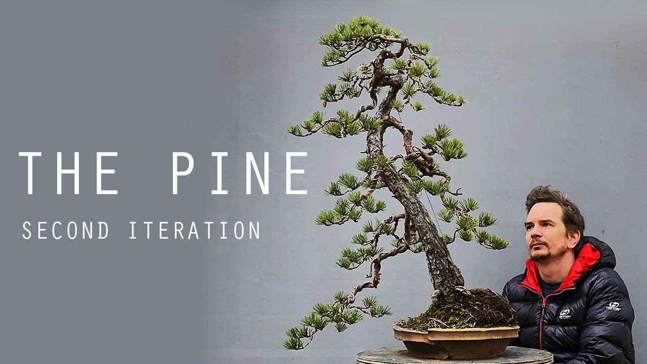 The pine - second iteration