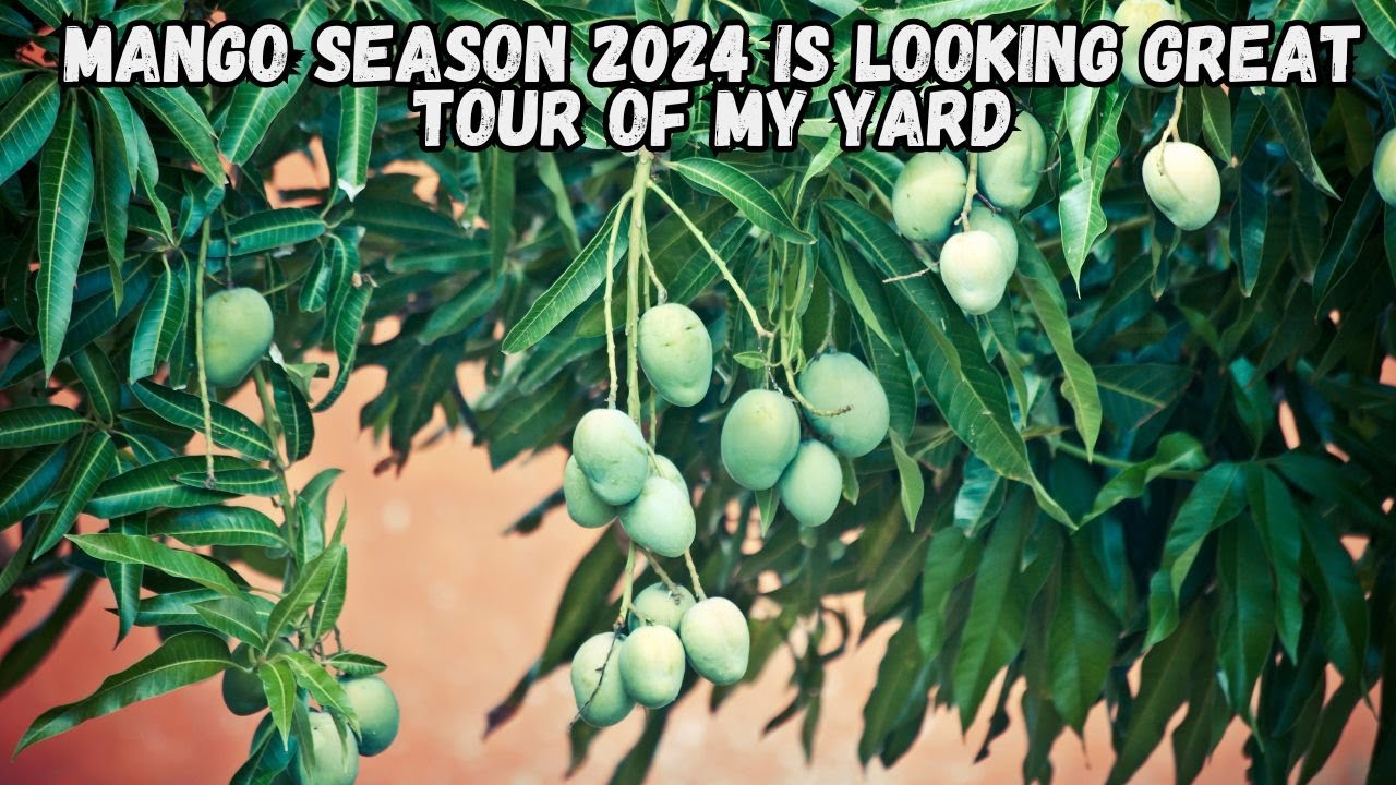 Mango Season 2024 Yard Tour and Mango Growing Advice
