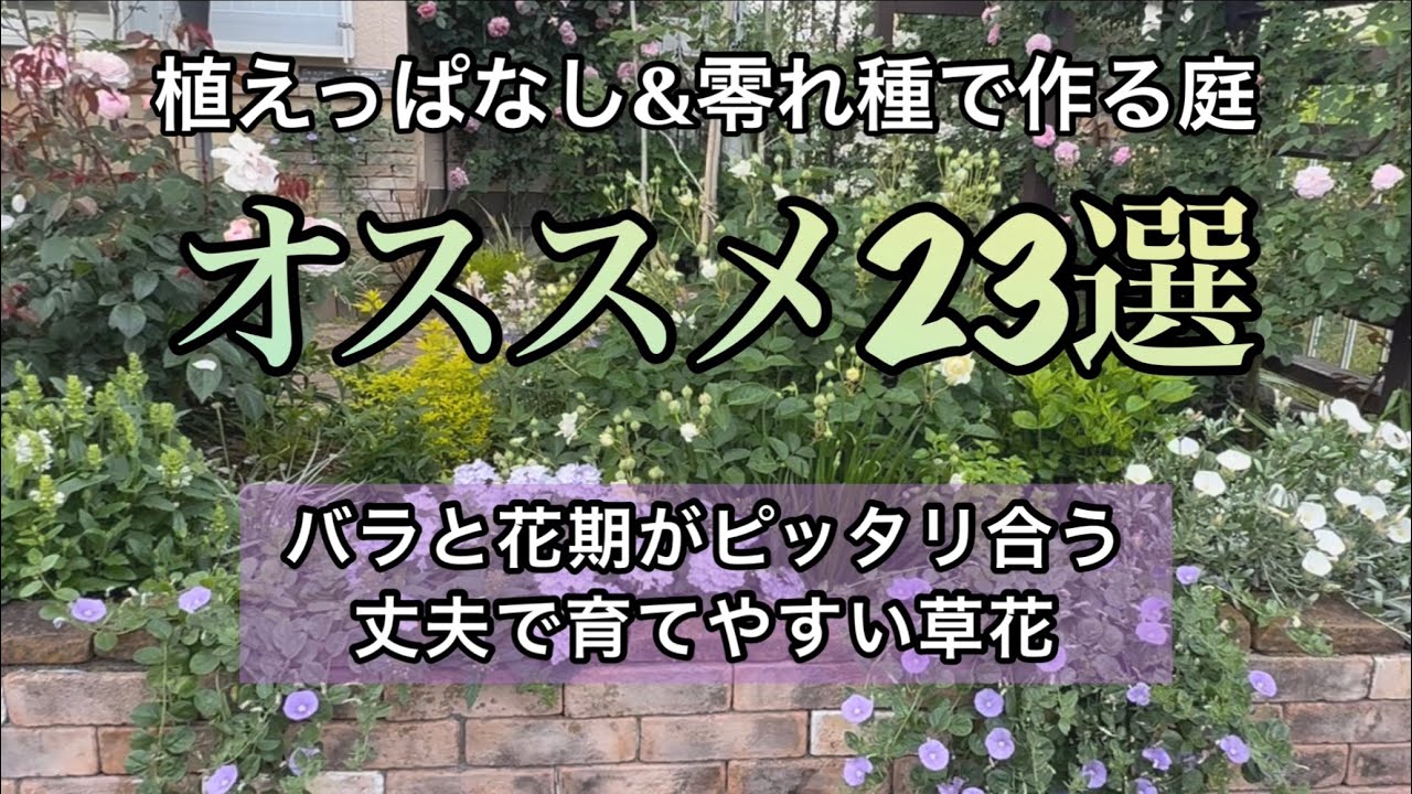 【植えっぱなしの宿根草と零れ種で作る庭】バラと花期がピッタリの春の草花/花期が長い宿根草/零れ種で増える一年草/ガーデニング