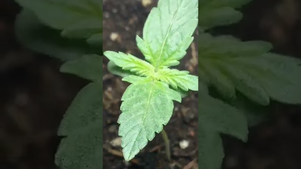 Fastest Growing Cannabis Plant