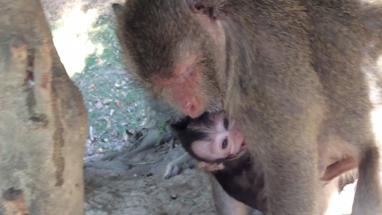 Mom Monkey Angry Baby When Her Baby Monkey Cry - Tube BBC