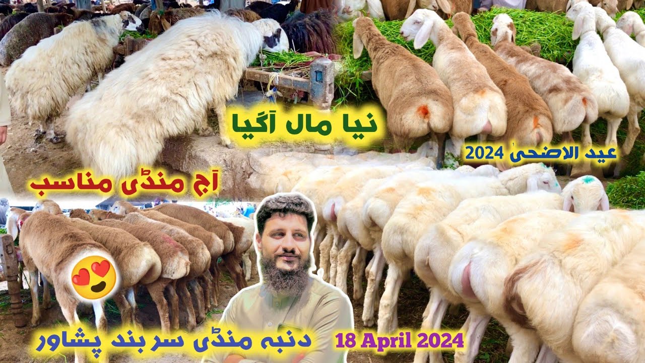 Dumba Mandi Peshawar New Updates 18/04/2024 | Turkey Balkhi Sheep Eid Ul Azha 2024 Price | Izhar Ali