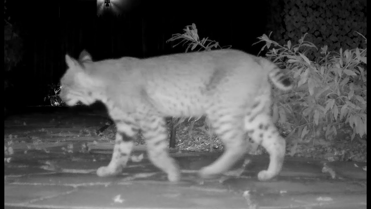 Woodside Ca  Bobcats and Fox's