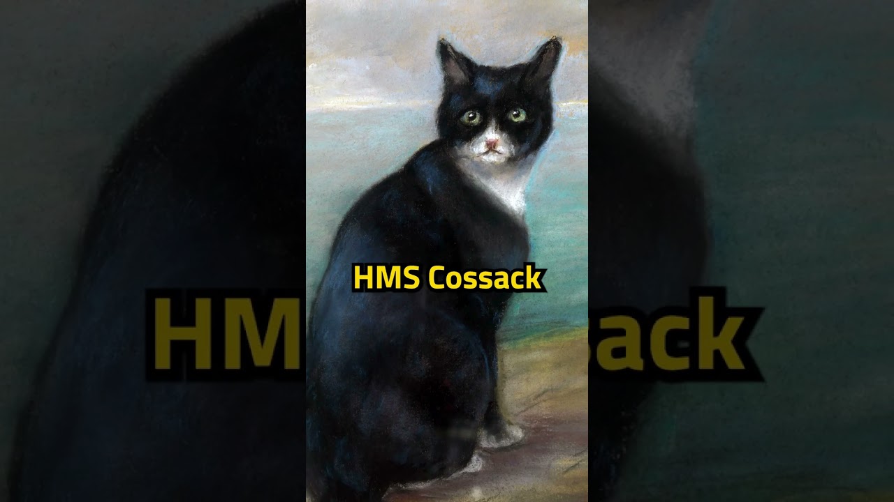 How this cat survived 3 shipwrecks #history #ww2history