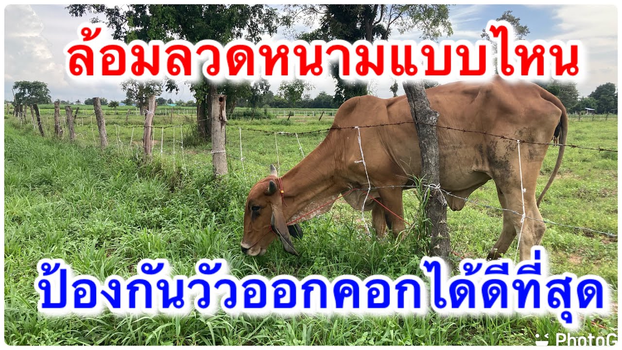 วิธีการล้อมลวดหนาม ที่ป้องกันวัวออกคอกได้ดีที่สุด