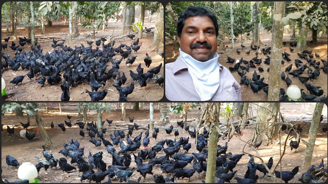 6 Acre Free Range Kadaknath Poultry Farming by Akhbar Ali