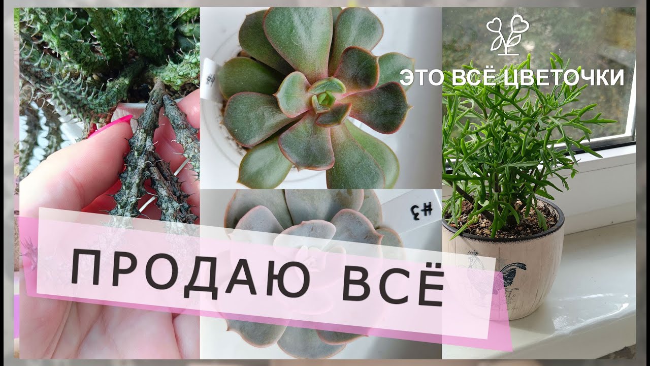 Продаю всё:) Детки суккулентов ищут дом.