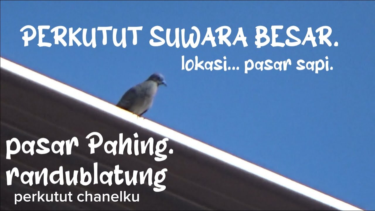 Perkutut Lokal GACOR Suwara Besar Ini Di Incar berhari hari oleh pedagang di Pasar PAHING