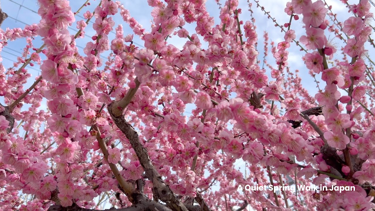 A Quiet Spring Walk in Japan